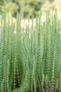 Mareâs-tail Hippuris vulgaris, plants in a pond Royalty Free Stock Photo